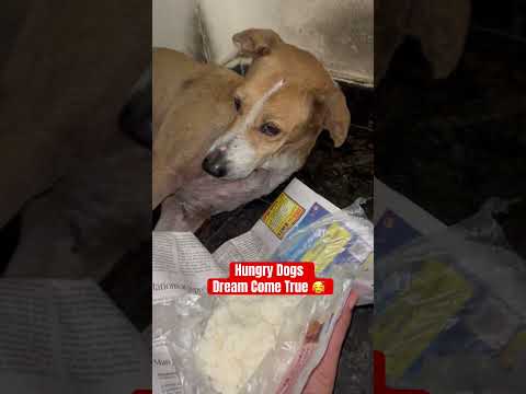 Hungry Dog’s Dreams