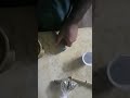 تجبير العنز المكسوره 