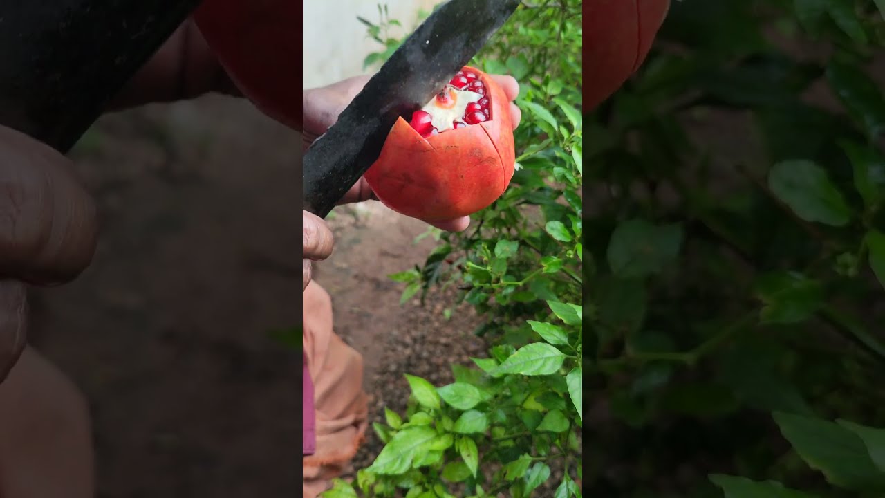 pomegranate cutting technique 💯💯🔪