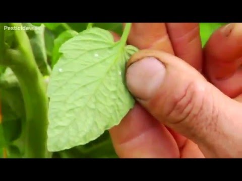 Video: Kas yra pomidorų rinkinio purškalas – sužinokite, kada ir kaip naudoti pomidorų rinkinio purškiklius