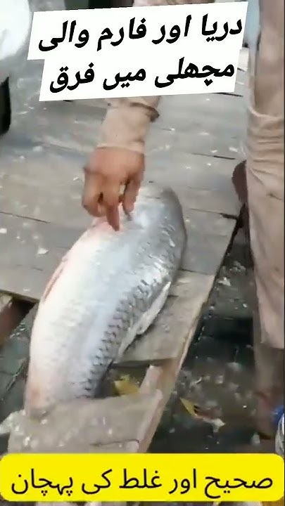 difference-between-farm-and-desi-fish-zunairavlogsfun-viral-fun