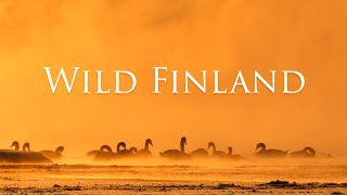 WILD FINLAND / Four seasons in Finnish nature
