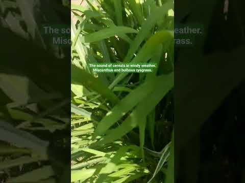 ቪዲዮ: Bulbous ryegrass፡ የማስጌጥ ውጤት በትንሹ እንክብካቤ