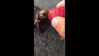 Super Cute Baby Turtle Enjoys a Strawberry