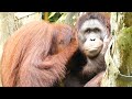 Orangutan feels like being with friend for a long time / 友達とずっと一緒にいたい気分のオランウータン