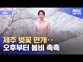 [날씨] 제주 벚꽃 만개‥오후부터 봄비 촉촉 (2022.03.29/뉴스데스크/MBC)