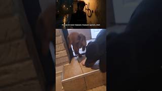 Легендарный Цой: глубокий смысл «Ушами графа» #нейросеть #duet #petshopru #дуэт #cat #поэтично #юмор