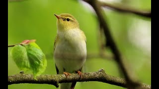 1457. Zpěv českých ptáků 4, Singing of Czech birds 4, zpěv ptáků