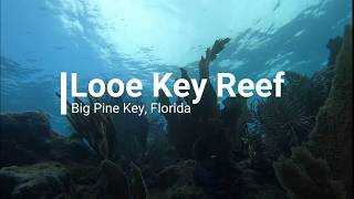 Take an Underwater Tour of Looe Key Reef in the Beautiful Florida Keys!!