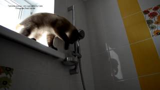 Тайский кот ловит капельки воды из душа! Тайские кошки - это чудо! Funny Cats Тайский кот ловит капельки воды из душа! Тайские кошки - это чудо! Funny Cats