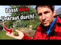 Weshalb diese Pflanze der beste Bodendecker gegen Unkraut ist!