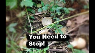 Man Crushes bald Eagle Eggs  (Graphic Content) Police NOT called!