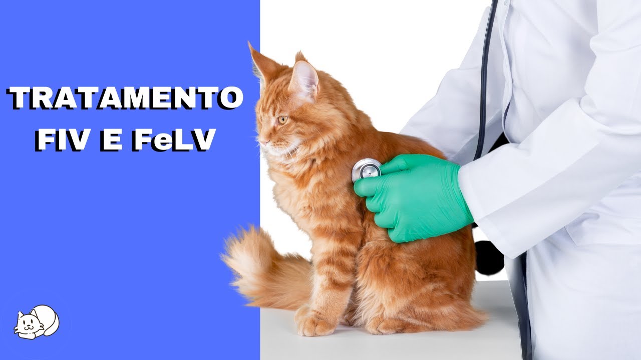 COMO É O TRATAMENTO DA FIV E DA FeLV? - YouTube
