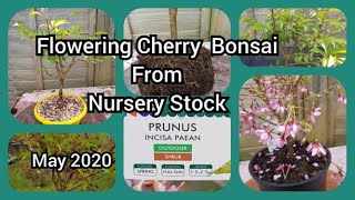 Beginnings of a Flowering Cherry Bonsai From Nursery Stock May 2020