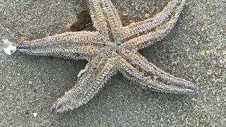 A Tour of Dewey Beach