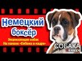 Немецкий боксер. Энциклопедия пород собак.