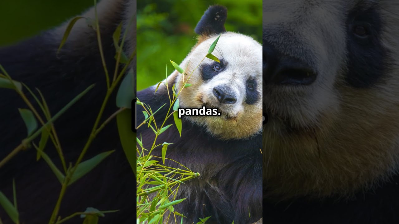 Giant Pandas: A Conservation Triumph 