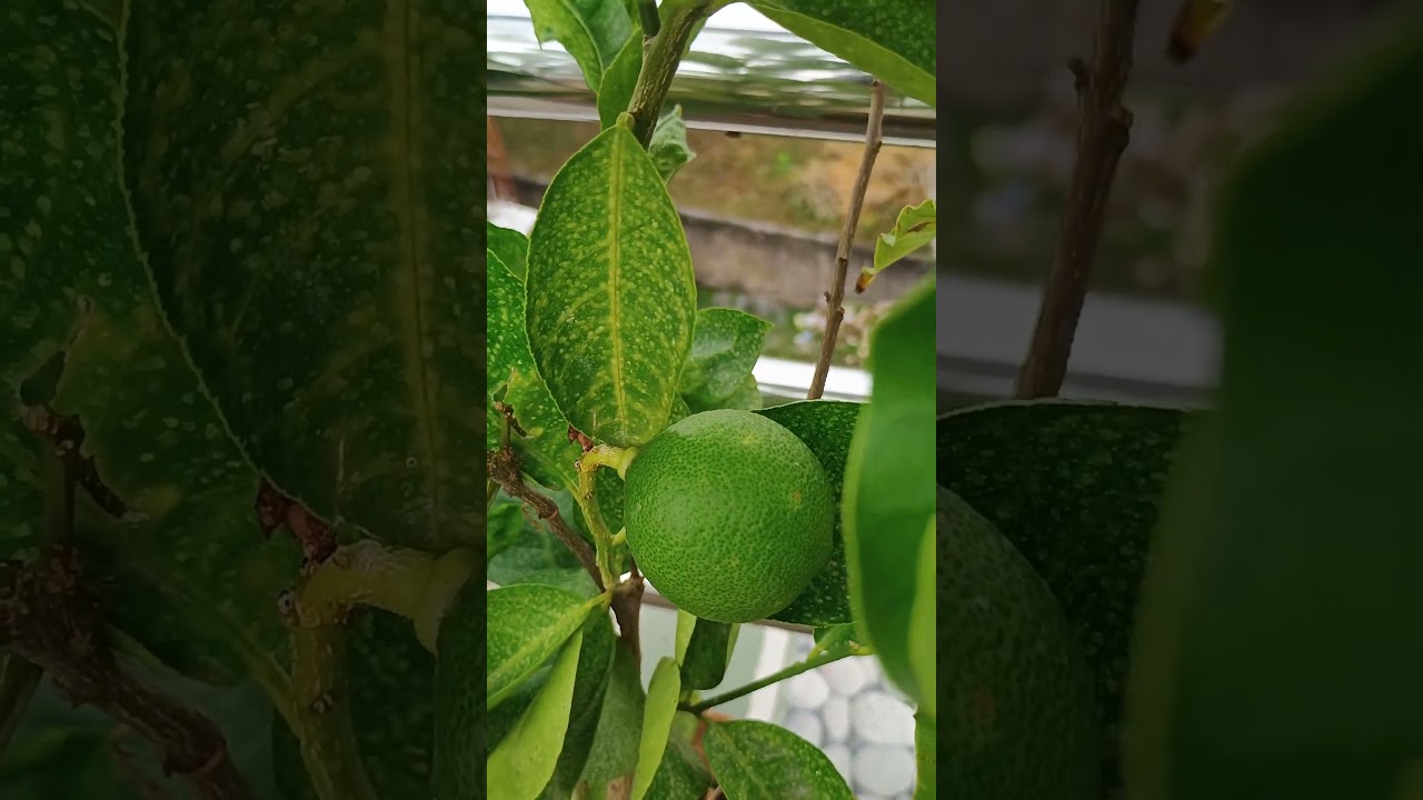 🙏 Organic #mandarin in a pot 😳📈