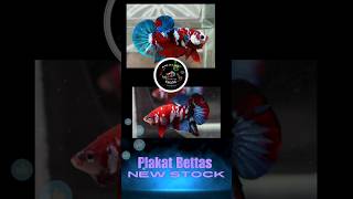 PLAKAT BETTA FISH Catalog #exotic #betta #plakat #aquarium