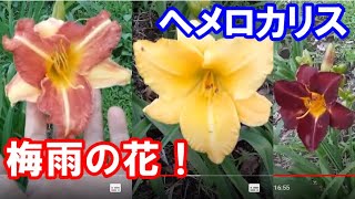 ６月から咲き出しているヘメロカリスの花 22 6 15 高崎ジャーマンアイリス園の梅雨時の花ヘメロカリスの開花状況 Hemerocallis In Japan Youtube