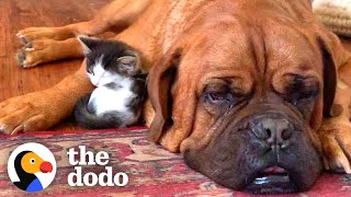 135Pound Dog Becomes Obsessed With A Tiny Kitten  | The Dodo