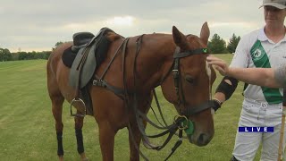 Horsing around at the Oak Brook Polo Club screenshot 2