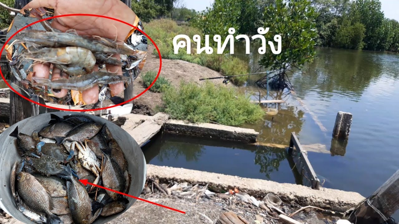 !! ชีวิตคนทำวัง !! เปิดน้ำเข้าและปล่อยน้ำออกหมานทั้งกุ้งปูและปลา #คนวัง