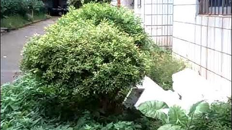 Syma X15W FPV Camera video sample