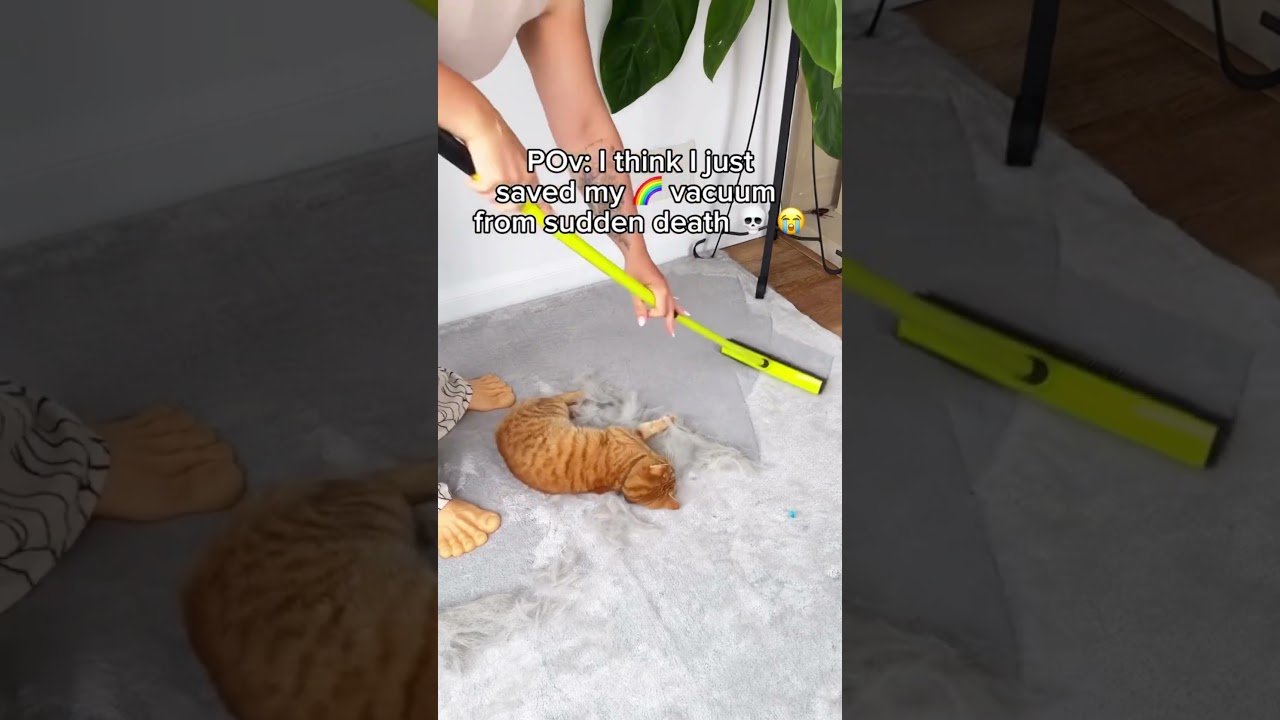 This is what happens when you have 16 cats 😭😂