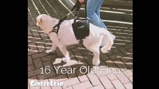 Lifting a 16 Year Old Golden Retriever & Walking with a GingerLead Dog Sling