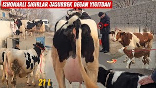 Rossiyski Ona Bola Sigirlar Simental Bolali Mesni Sigirlar Jasurbek DEGAN YIGITDAN 