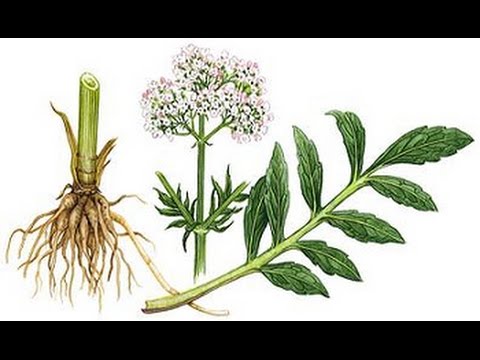 Video: Valerian Tincture - Instructions For Use, Reviews, Contraindications, Price