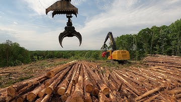 Tigercat 855 and Waratah 624c processor