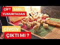 ÇİFT SARILI YUMURTADAN CİVCİV ÇIKAR MI ? KESİN SONUÇ !! GÖRÜNCE ŞAŞIRACAKSINIZ!! #tavuk #civciv