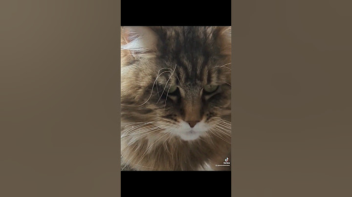 Video 2796201: mainecooncat mainecoons cat, mainecooncat cat pet, mainecoons funny cats pets, maine coon, pets attack