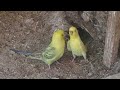 Strike me lucky budgies dig subterranean hollow to breed in melopsittacus undulatus