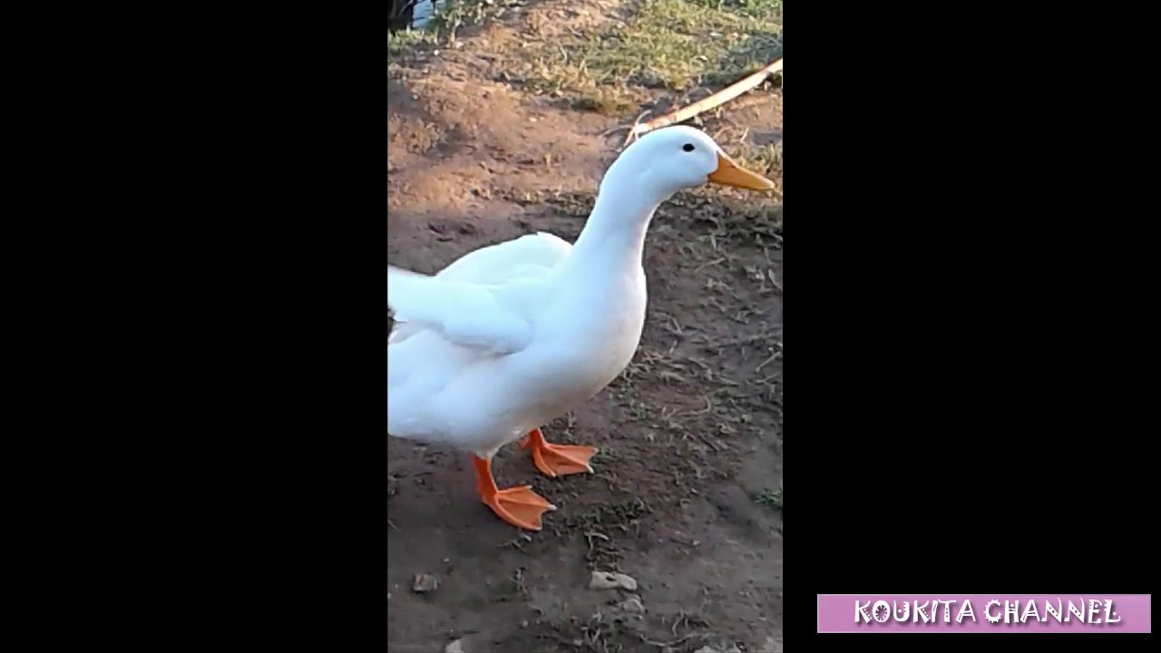 Very Beautiful White Duck Enjoying in The Nature - Really Amazing