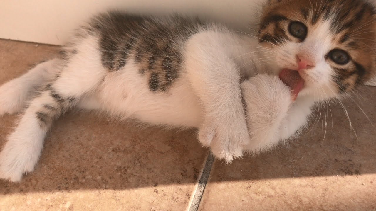Hamile Kedi Cok Acikmis 1 Aylik Hamile Kedi Beslenmesi Ve Bakimi Kedi Videolari Youtube