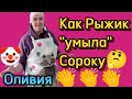 &quot;Борьба с поберухой&quot;-эта фраза затмевает разум людей?!🤔Деревенский дневник.