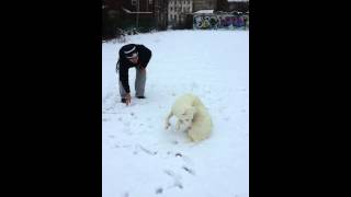 My Albino Border Collie Puppy In Snow