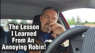 The Lesson I Learned From An Annoying Robin!
