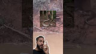 Eles acharam uma sucuri GIGANTE! 🐍