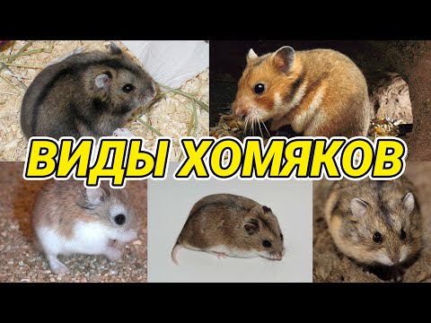 Видео: Двоичен часовник: как да настроите и как да използвате