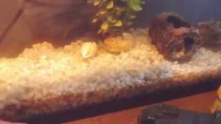 This is a care guide for a soft shell turtle
