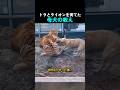 トラとライオンを育てた母犬の教え