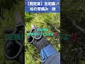 ㊗️3万回視聴 【松の芽摘み】 ハサミの使い方どうしてますか？手の甲は定規代わりになります。 #剪定方法 #庭木の管理 #庭作業 #庭木の手入れ #松 #松の芽摘み