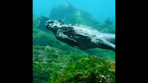Морская игуана плавает под водой. Годзила Начало