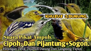 PALING JITU.‼️ SUARA PIKAT BURUNG CIPOH. PIJANTUNG. SOGON..