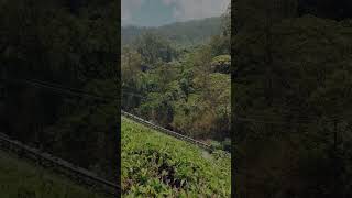 #bollywood #teaplant #trendingsong #nature #feelthemusic