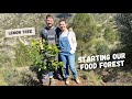Air Layering Fig Trees & Planting a Lemon tree | PERMACULTURE FOOD FOREST | V.23